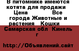 В питомнике имеются котята для продажи › Цена ­ 30 000 - Все города Животные и растения » Кошки   . Самарская обл.,Кинель г.